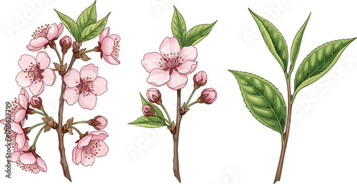 Cherry blossom branch, botanical illustration, spring flower vector, blooming sakura art, green leaves stem, floral nature drawing, flat vector illustration