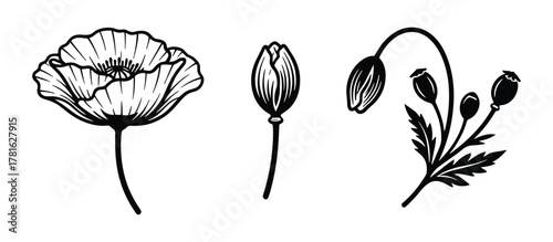 Collection of black and white poppy flower, bud, and plant elements in outline style