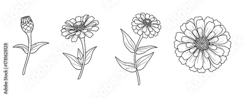 Collection of zinnia flower illustrations depicting growth from bud to full bloom in outline style