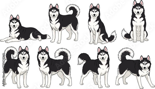 Siberian Husky dog poses, black and white fur, animated pet character, canine behavior, sitting, standing, flat vector illustration
