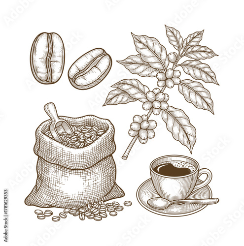 Hand drawn engraving style coffee elements set including beans plant cup and sack isolated on white background
