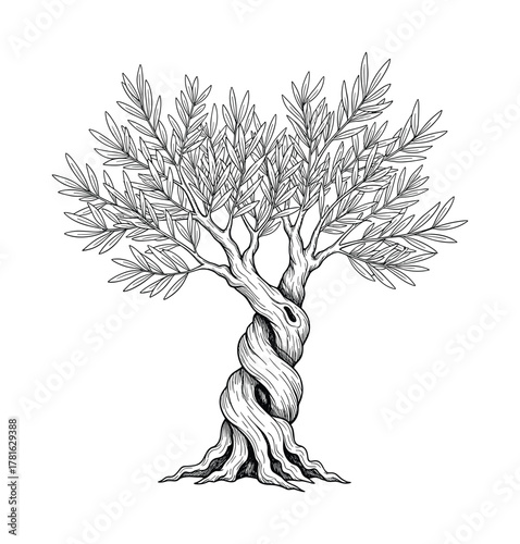 Hand drawn olive tree isolated on white background