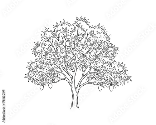 Mango tree with leaves and fruits in outline style