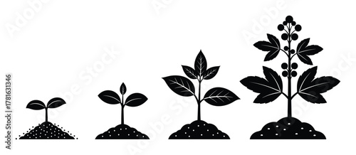 Plant growth stages vector illustration set from sprout to mature plant with fruits on white background