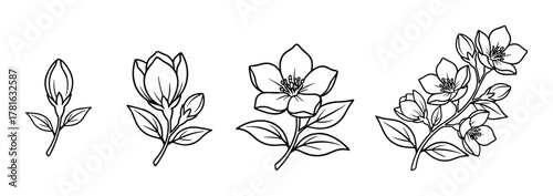Set of black and white line art jasmine flower illustrations showing growth stages from bud to full bloom