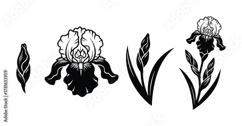 Set of iris flower black and white illustrations showing blossom from bud to fully opened flower with separate elements
