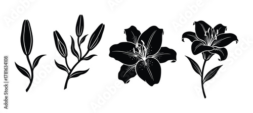 Set of lily flower botanical illustration, blooming flower black silhouette graphic design