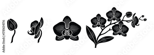 Set of orchid flower botanical illustration, blooming orchid black silhouette graphic design