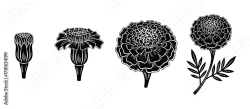 Set of marigold flower botanical illustration, blooming marigold black silhouette graphic design