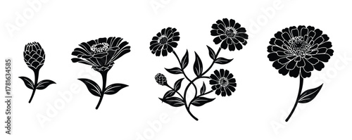 Set of zinnia flower silhouettes illustrating different stages of bloom isolated on white background