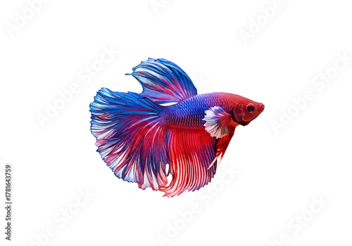 Vibrant red and blue Siamese fighting fish swimming gracefully.