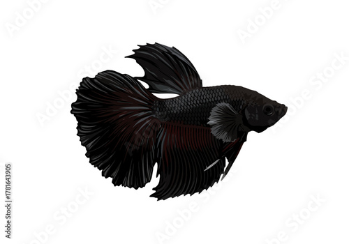 Elegant black Siamese fighting fish with flowing fins isolated.