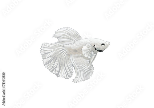 Elegant White Betta Fish Displaying Flowing Fins on White Background.
