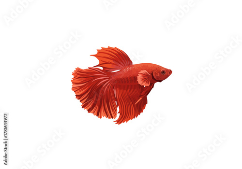 Vibrant Red Betta Fish with Flowing Fins Isolated on White Background.