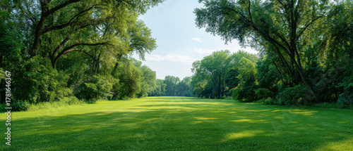 Fototapeta Naklejka Na Ścianę i Meble -  Lush green meadow open grass field framed by towering trees under blue sky with soft sunlight and peaceful atmosphere