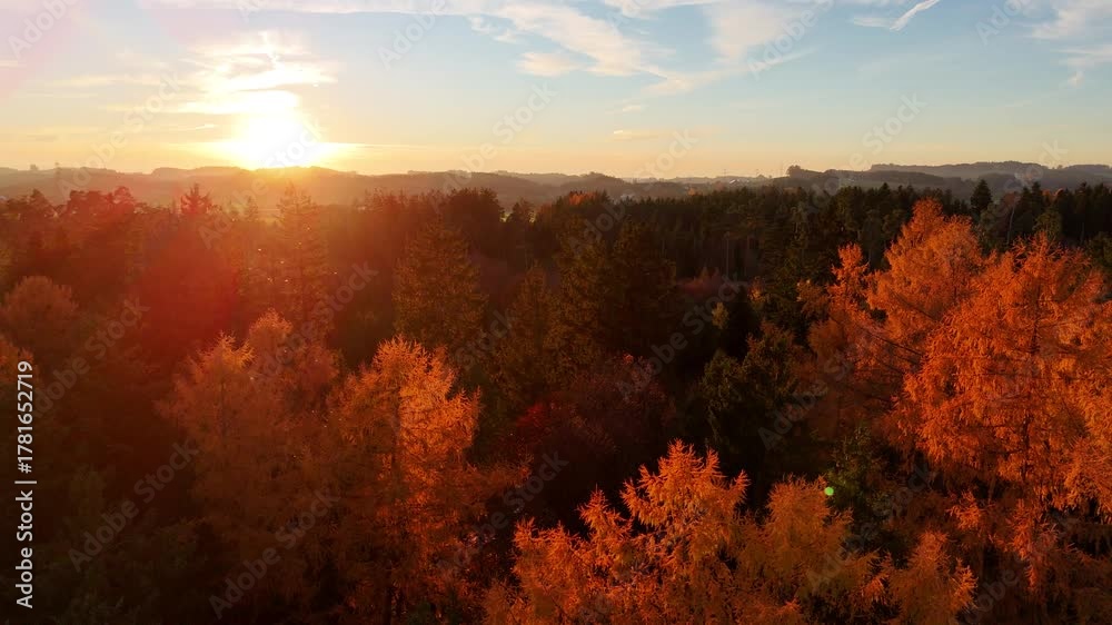 Aerial autumn forest sunset golden light colorful trees drone overhead