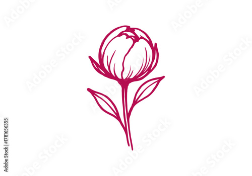 Peony Flower hand drawn simple sketch vector illustration