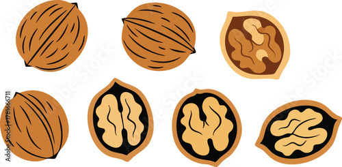 Group Of Walnuts Whole And Halved On White Background