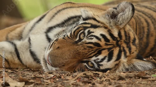 close up of tigers face while  sleeping , Ranthambhore Tiger Reserve 