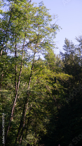 Sunlight filters through the dense, vibrant green canopy of tall forest trees reaching towards a clear blue sky.