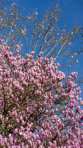 Vibrant Pink Magnolia Blossoms Unfurling on Branches Against a Deep Blue Sky, Signifying the Arrival of Spring.