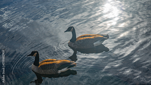 A pair of elegant Canada Geese floating calmly on rippled water, illuminated by sparkling sun reflections.