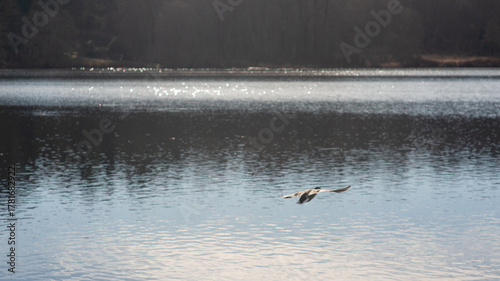 A graceful duck in mid-flight skimming the shimmering surface of a tranquil lake, backlit by distant, blurred forest trees.