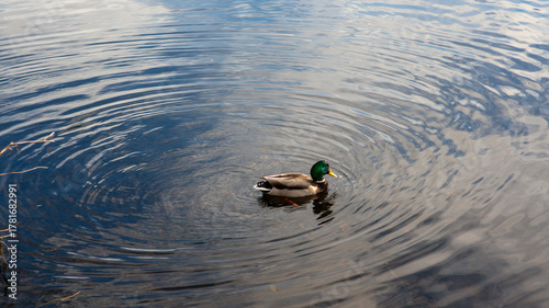 A male mallard duck with iridescent green head and bright yellow bill creates ripples as it glides across the serene dark blue water.