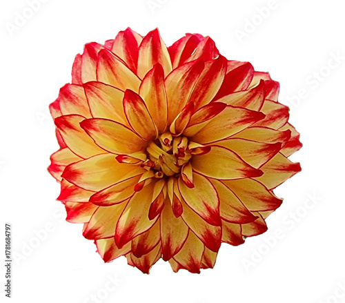 dahlia flowers isolated for background