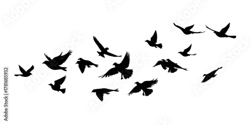 Flock of birds flying in the sky, silhouette