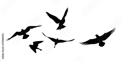 Silhouette of a flock of birds flying