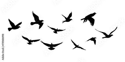 Silhouette of a flock of birds flying