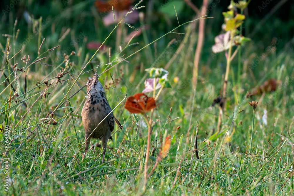 Fototapeta premium Tibetan Lark bird searching food on grassy ground in Himalayan meadow