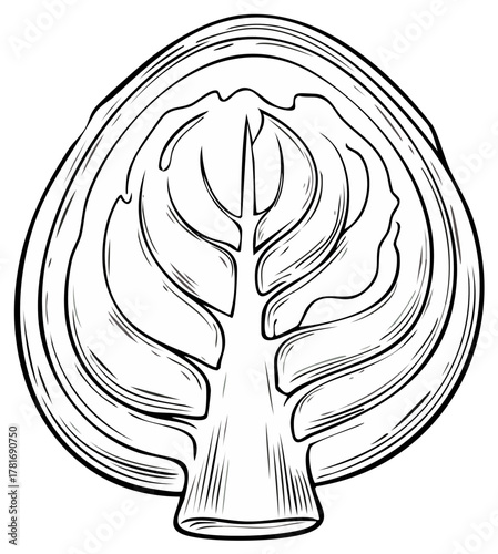 Hand drawn cabbage cross section illustration black and white sketch of a cut vegetable