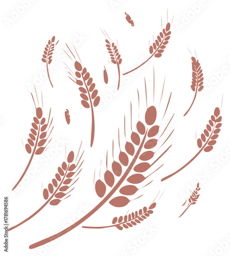 Wheat Stalks Isolated on White Background, Organic Brown Harvest Illustration
