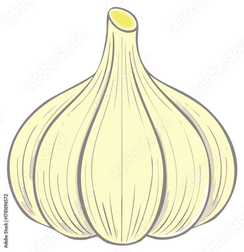 Stylized Garlic Bulb Vector Illustration Food Ingredient Graphic Art