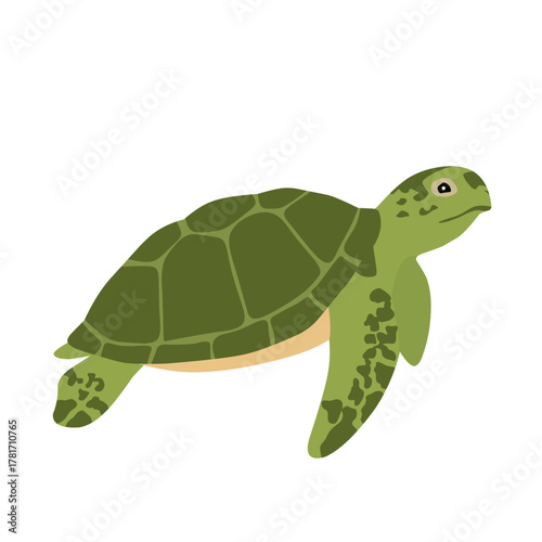 Vector illustration of a green sea turtle isolated on white background. Realistic marine reptile drawing suitable for educational materials, wildlife conservation, and ocean-themed designs