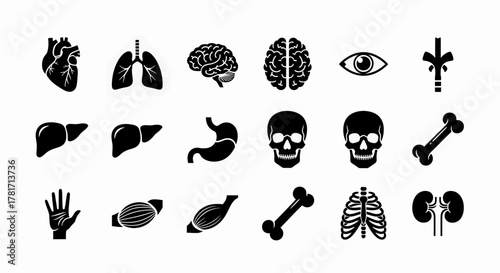 Human anatomy and internal organs icons in glyph style isolated on white background