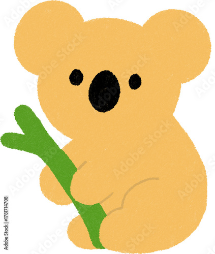 Photography koala