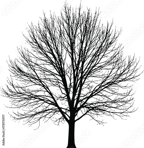 Silhouette of a bare tree isolated on white background, showcasing its intricate branch structure against the stark white backdrop, creating a wintery scene