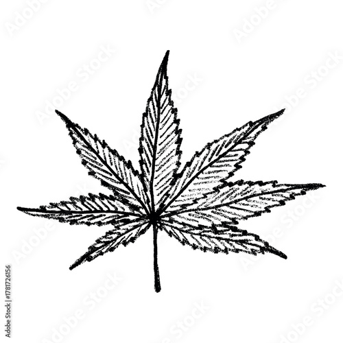 Hand drawn cannabis leaf Medicine marijuana Hemp leaves clipart in doodle style Single element for print, web, design, decor