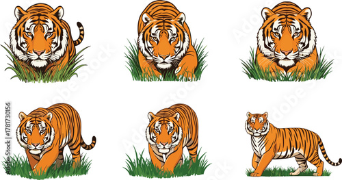Majestic tiger walking in green grass, powerful wild animal illustration, wildlife art, jungle predator, nature conservation and strength concept