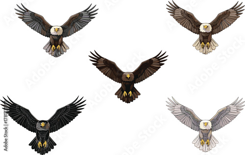 Soaring bald eagle flying illustration, powerful bird of prey artwork, majestic raptor design, wildlife freedom symbol, nature animal drawing