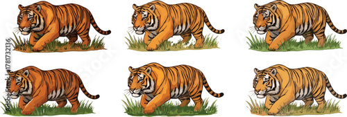 Majestic Bengal tiger walking in grass, wildlife animal illustration, big cat drawing, jungle predator art, nature conservation, tiger design