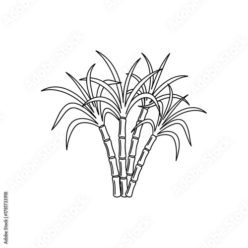 Sugarcane from field to sugar