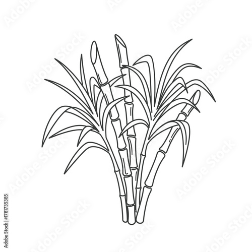 Sugarcane growth uses and benefits