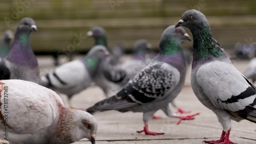 Flock of rock pigeons walking around a city area in Antwerp, one briefly looks at the camera.