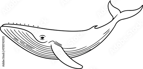 Black and white line art illustration of a blue whale marine mammal ocean