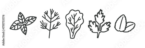 Spice Cooking Culinary Herbs Sketch Set