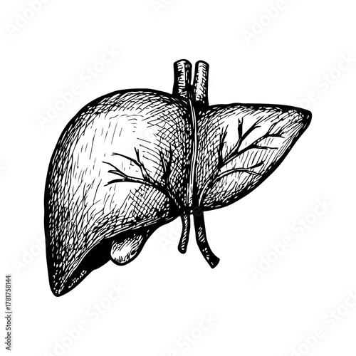 Hand drawn realistic human liver sketch style art. Anatomical liver drawing pencil sketch. Hand drawn liver organ of medical biology. Vector illustration.